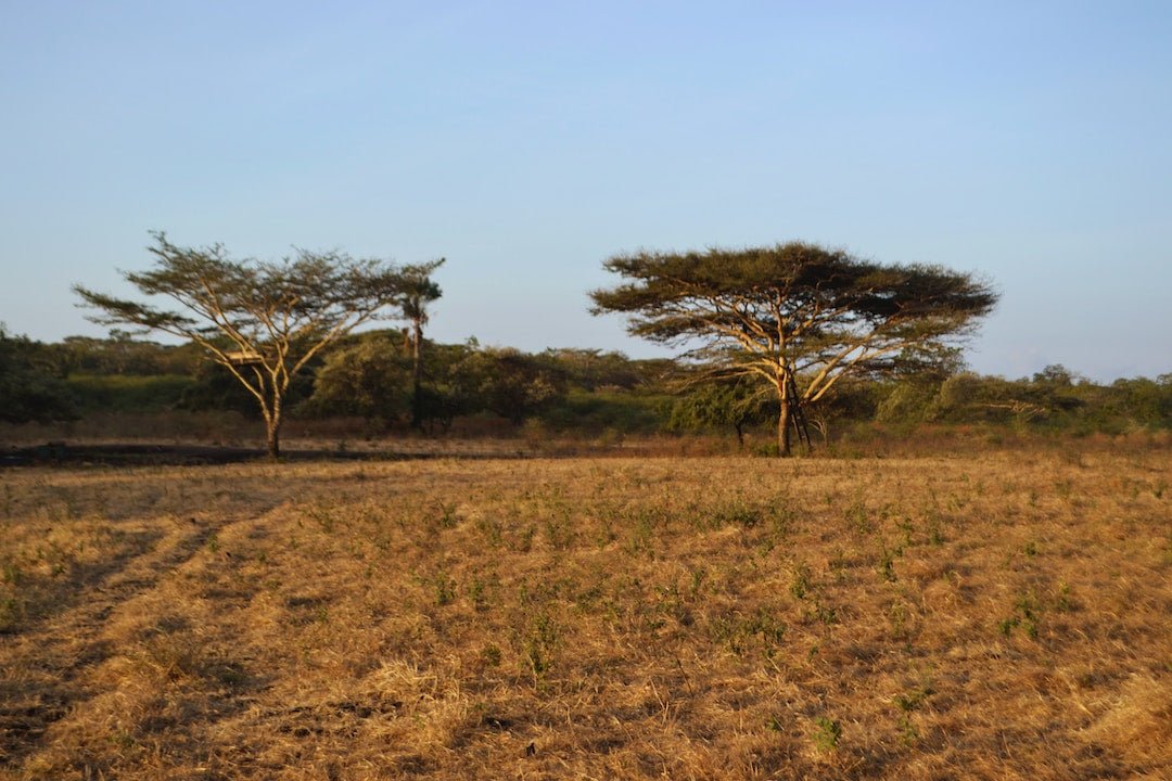 African-Inspired Outdoor Spaces: Bringing the Savannah to Your Backyard - Paulski Art 