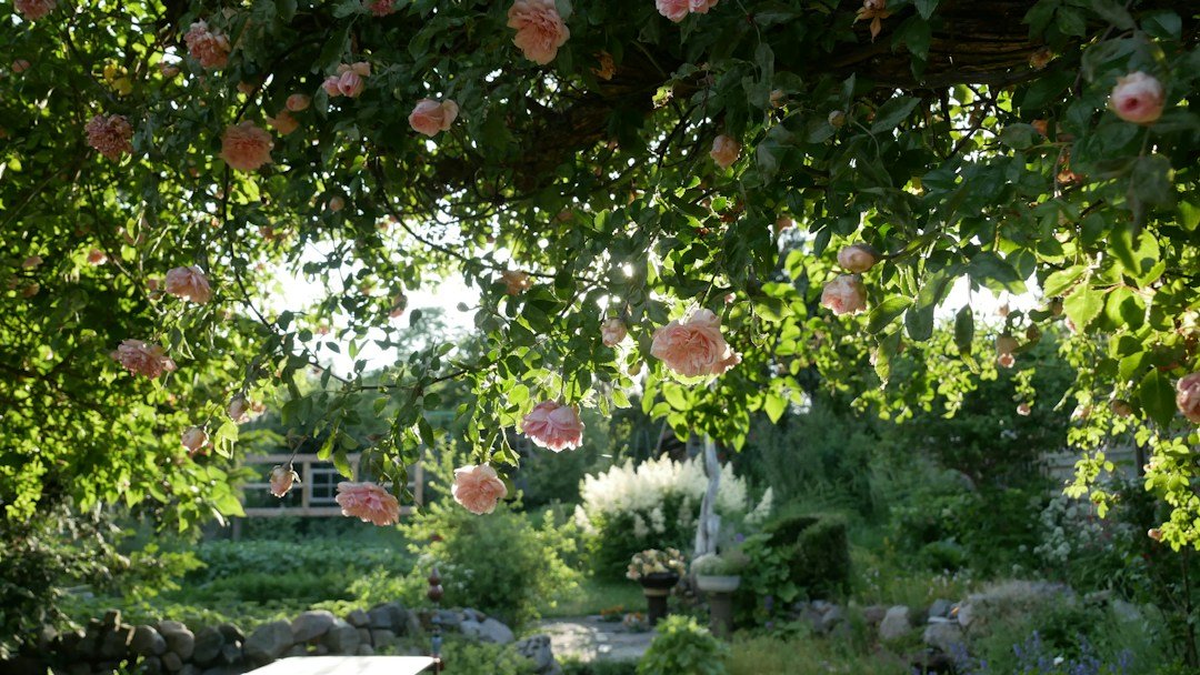 Creating a Zen African Garden: A Peaceful Oasis at Home - Paulski Art 
