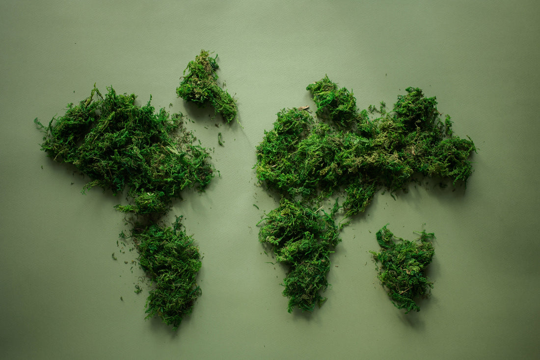 Our Top 3 Natural Alternative Picks for a Healthier Life - Paulski Art 