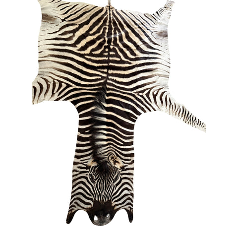 Non Felted A Grade Zebra Hide Rug #1