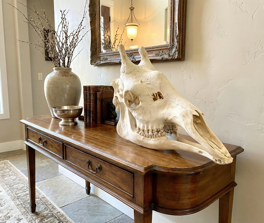 Genuine Clean African Giraffe Skull | African Taxidermy Skull