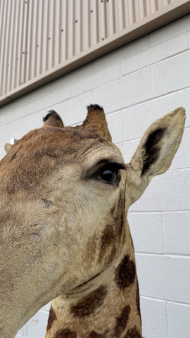 90s Giraffe African Taxidermy Shoulder Mount In Good Condition