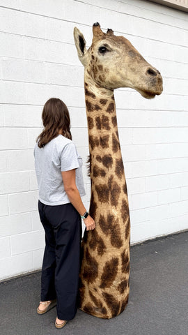 90s Giraffe African Taxidermy Shoulder Mount In Good Condition