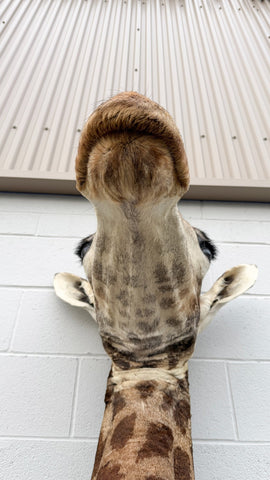African Giraffe Taxidermy Shoulder Mount in EXCELLENT CONDITION!!!!!!