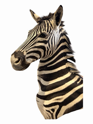 NEW! HQ BURCHELL AFRICAN TROPHY ZEBRA SHOULDER MOUNT | TAXIDERMY SAFARI MOUNT