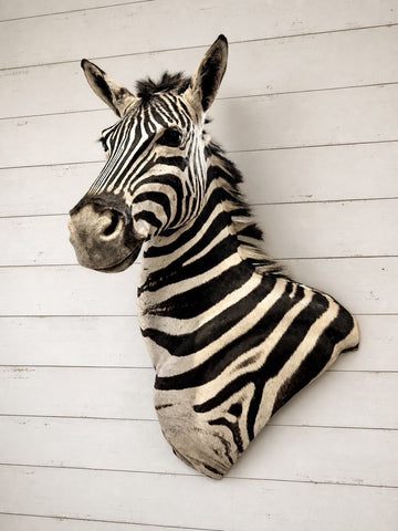 NEW! HQ BURCHELL AFRICAN TROPHY ZEBRA SHOULDER MOUNT | TAXIDERMY SAFARI MOUNT
