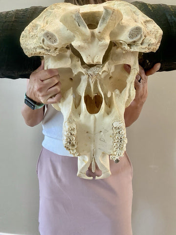 TROPHY 41” Wide GENUINE African Cape Buffalo Skull | African TAXIDERMY Skull