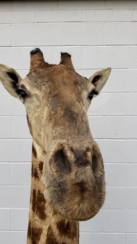 90s Giraffe African Taxidermy Shoulder Mount In Good Condition