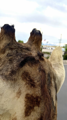 90s Giraffe African Taxidermy Shoulder Mount In Good Condition