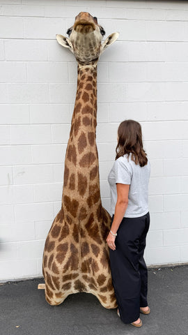 African Giraffe Taxidermy Shoulder Mount in EXCELLENT CONDITION!!!!!!