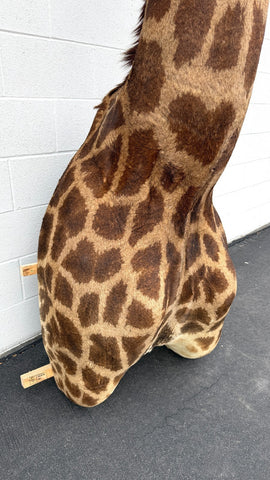 African Giraffe Taxidermy Shoulder Mount in EXCELLENT CONDITION!!!!!!