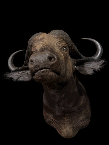 Massive Large Cape Buffalo Shoulder Taxidermy Mount | Male Bull with Delivery