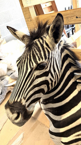 NEW! HQ BURCHELL AFRICAN TROPHY ZEBRA SHOULDER MOUNT | TAXIDERMY SAFARI MOUNT