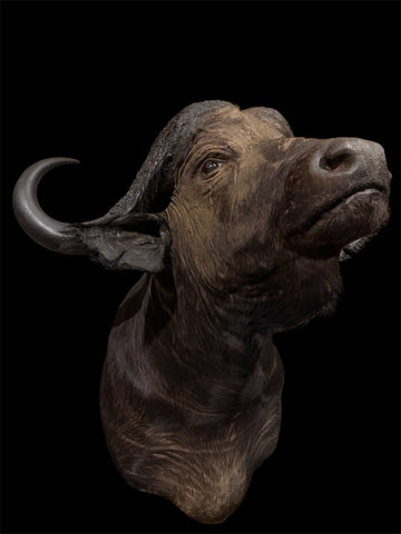 Massive Large Cape Buffalo Shoulder Taxidermy Mount | Male Bull with Delivery
