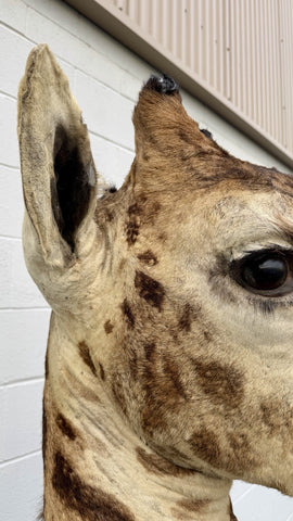 90s Giraffe African Taxidermy Shoulder Mount In Good Condition