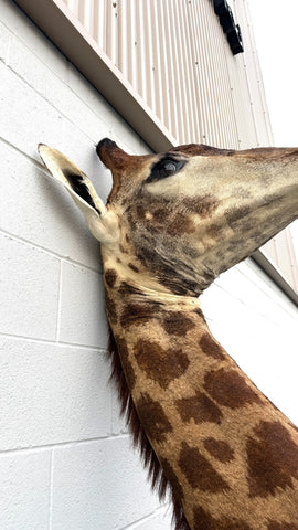 African Giraffe Taxidermy Shoulder Mount in EXCELLENT CONDITION!!!!!!
