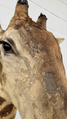 90s Giraffe African Taxidermy Shoulder Mount In Good Condition