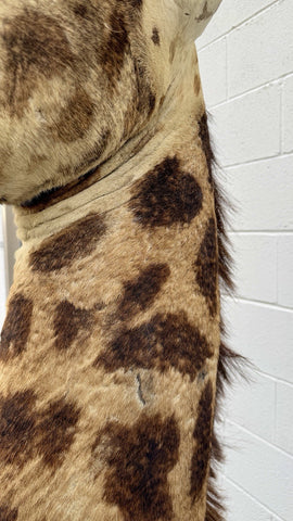 90s Giraffe African Taxidermy Shoulder Mount In Good Condition