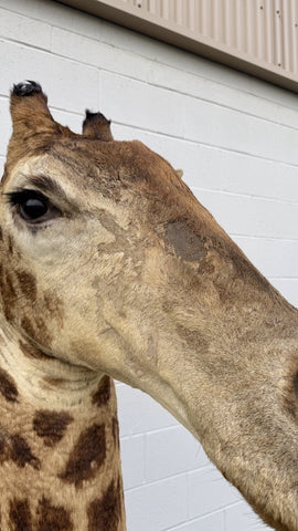 90s Giraffe African Taxidermy Shoulder Mount In Good Condition