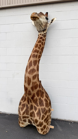 African Giraffe Taxidermy Shoulder Mount in EXCELLENT CONDITION!!!!!!