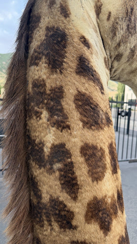 90s Giraffe African Taxidermy Shoulder Mount In Good Condition