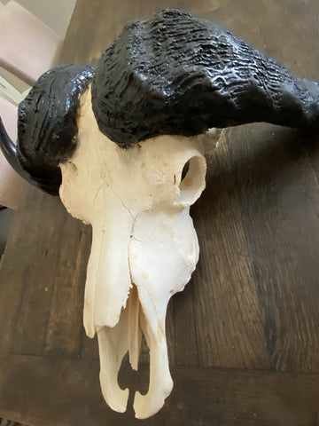 TROPHY 41” Wide GENUINE African Cape Buffalo Skull | African TAXIDERMY Skull