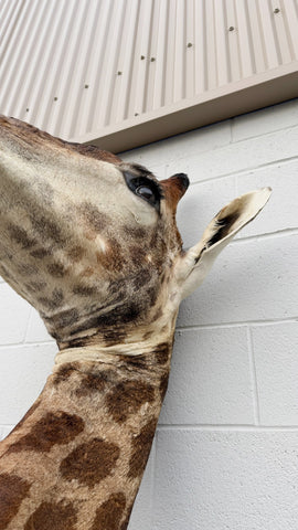 African Giraffe Taxidermy Shoulder Mount in EXCELLENT CONDITION!!!!!!