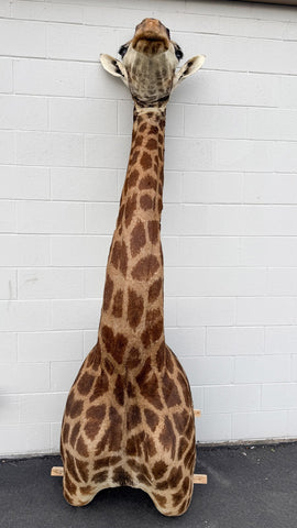 African Giraffe Taxidermy Shoulder Mount in EXCELLENT CONDITION!!!!!!