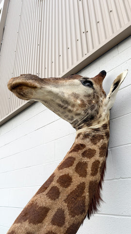 African Giraffe Taxidermy Shoulder Mount in EXCELLENT CONDITION!!!!!!