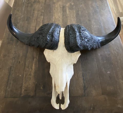 TROPHY 41” Wide GENUINE African Cape Buffalo Skull | African TAXIDERMY Skull