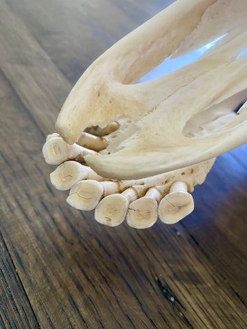 Genuine Clean African Giraffe Skull | African Taxidermy Skull
