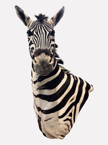 NEW! HQ BURCHELL AFRICAN TROPHY ZEBRA SHOULDER MOUNT | TAXIDERMY SAFARI MOUNT