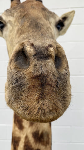 90s Giraffe African Taxidermy Shoulder Mount In Good Condition