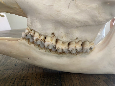 Genuine Clean African Giraffe Skull | African Taxidermy Skull