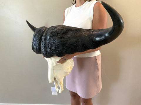 TROPHY 41” Wide GENUINE African Cape Buffalo Skull | African TAXIDERMY Skull