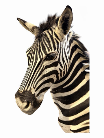 NEW! HQ BURCHELL AFRICAN TROPHY ZEBRA SHOULDER MOUNT | TAXIDERMY SAFARI MOUNT
