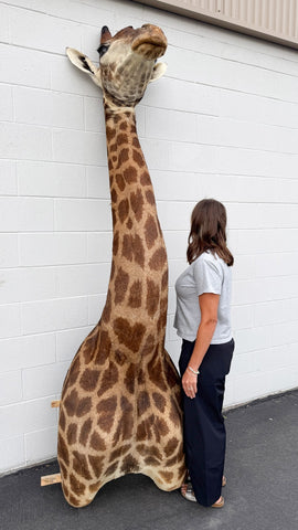African Giraffe Taxidermy Shoulder Mount in EXCELLENT CONDITION!!!!!!