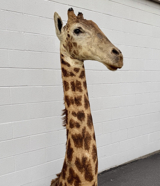 90s Giraffe African Taxidermy Shoulder Mount In Good Condition