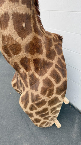 African Giraffe Taxidermy Shoulder Mount in EXCELLENT CONDITION!!!!!!