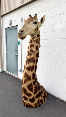 90s Giraffe African Taxidermy Shoulder Mount In Good Condition