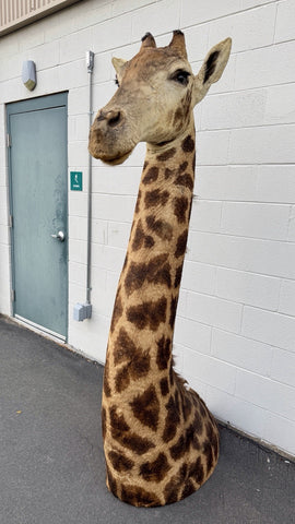 90s Giraffe African Taxidermy Shoulder Mount In Good Condition