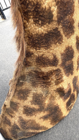 90s Giraffe African Taxidermy Shoulder Mount In Good Condition