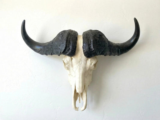 TROPHY 41” Wide GENUINE African Cape Buffalo Skull | African TAXIDERMY Skull