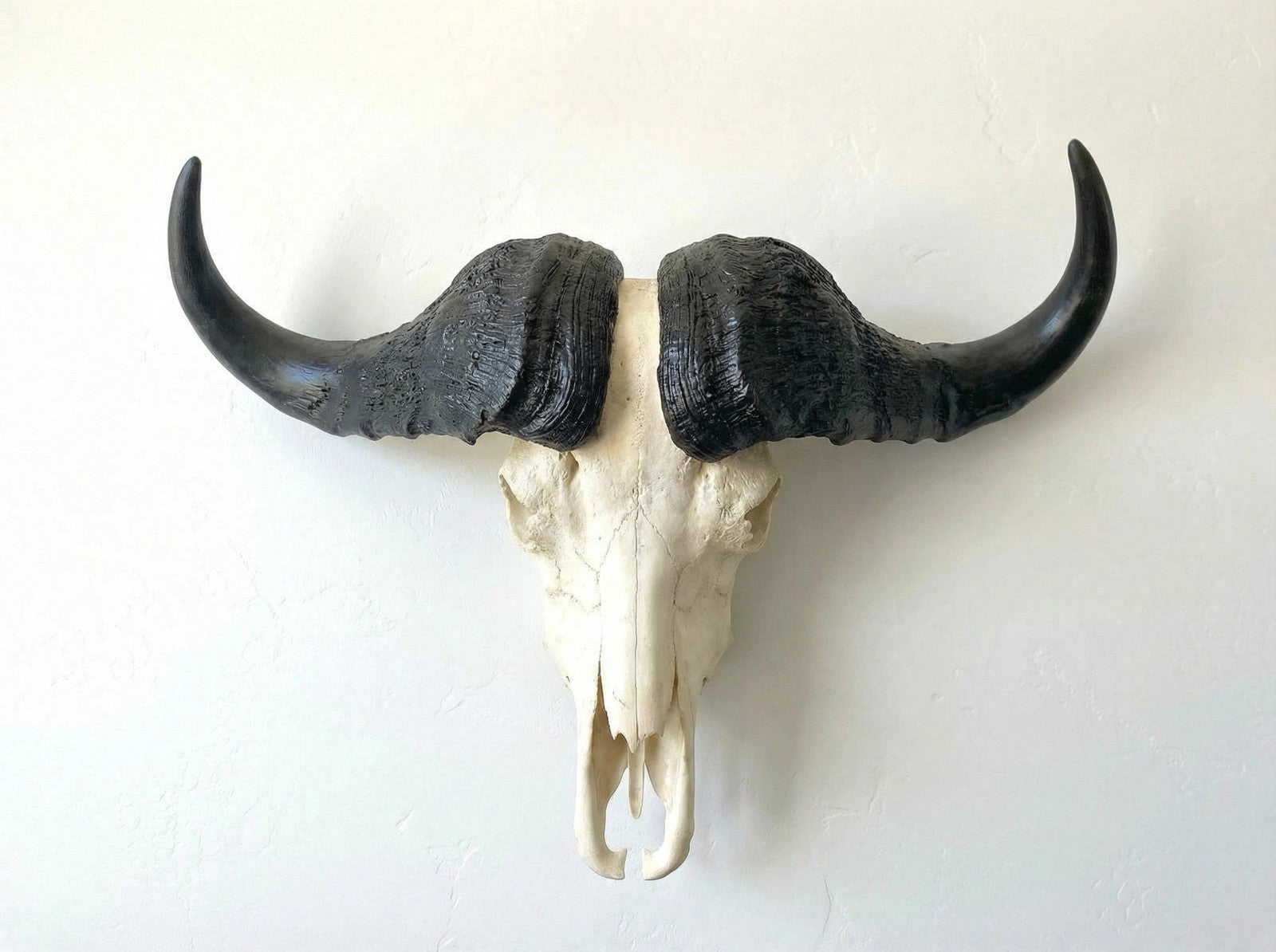 Trophy African Cape Buffalo Skull
