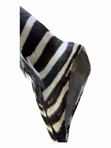 NEW! HQ BURCHELL AFRICAN TROPHY ZEBRA SHOULDER MOUNT | TAXIDERMY SAFARI MOUNT
