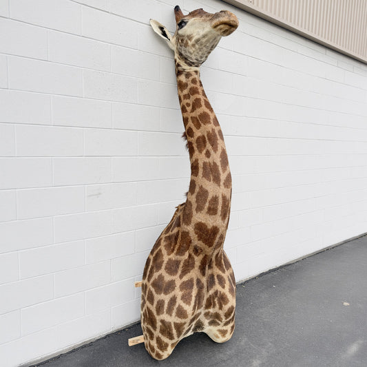 African Giraffe Taxidermy Shoulder Mount in EXCELLENT CONDITION!!!!!!