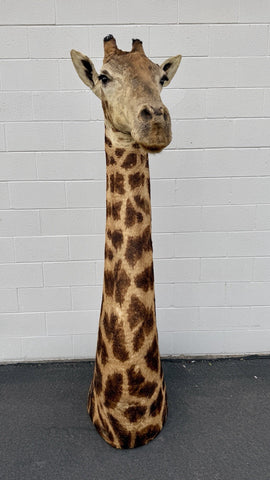 90s Giraffe African Taxidermy Shoulder Mount In Good Condition