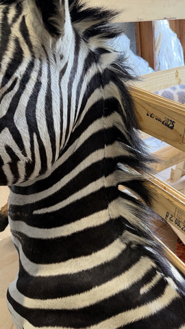 NEW! HQ BURCHELL AFRICAN TROPHY ZEBRA SHOULDER MOUNT | TAXIDERMY SAFARI MOUNT