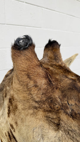 90s Giraffe African Taxidermy Shoulder Mount In Good Condition