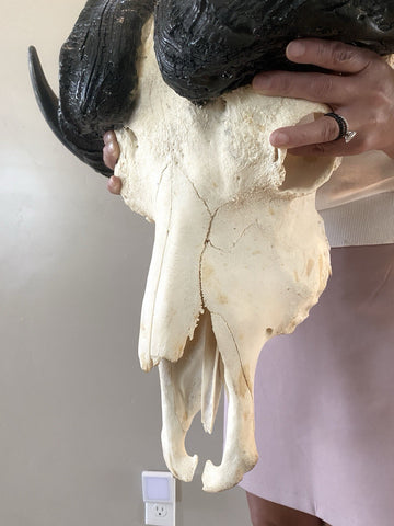 TROPHY 41” Wide GENUINE African Cape Buffalo Skull | African TAXIDERMY Skull